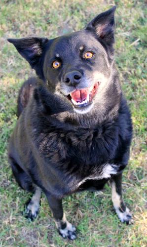 Adopt a Friend: Harper