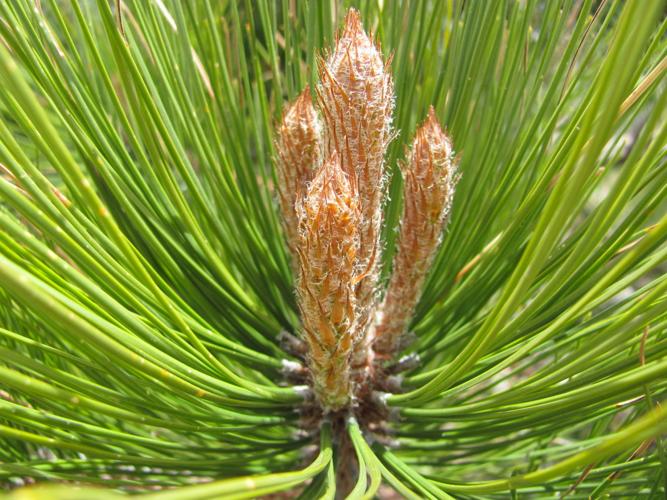 Conifer growth