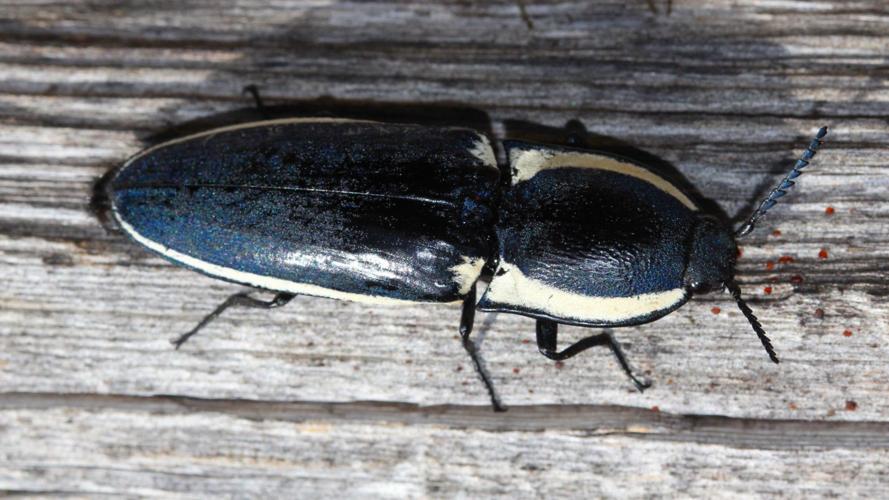 Readers' insect photos