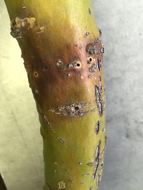 Garden Sage-palo verde