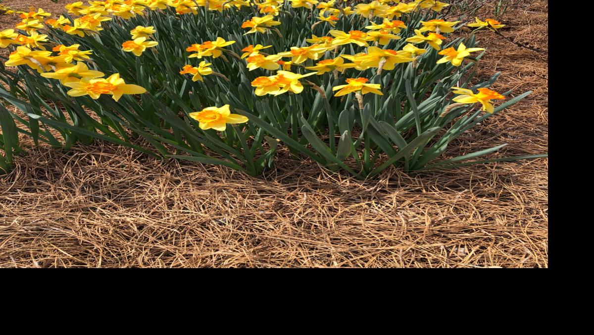 Mulching your garden? What to use and what to avoid