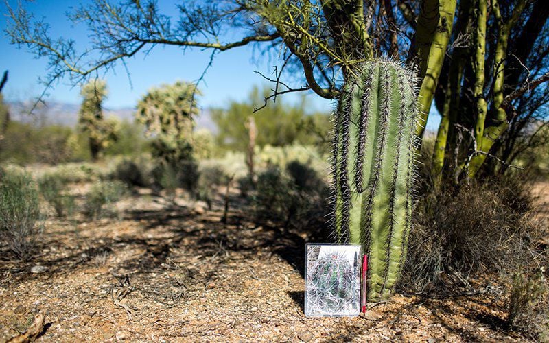 Saguaro drought