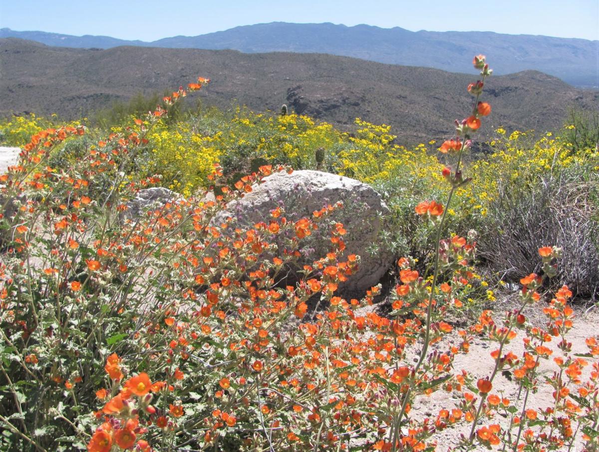 Globemallow