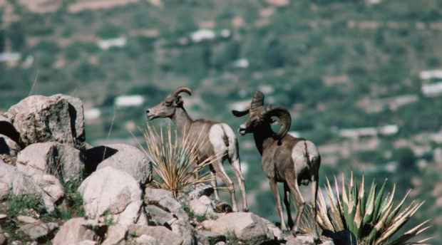 Problem pumas to be hunted down    