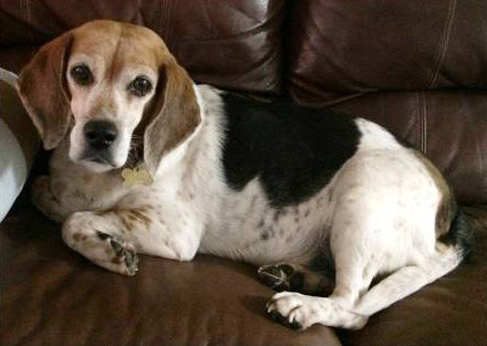 Adopt A Friend: Missy