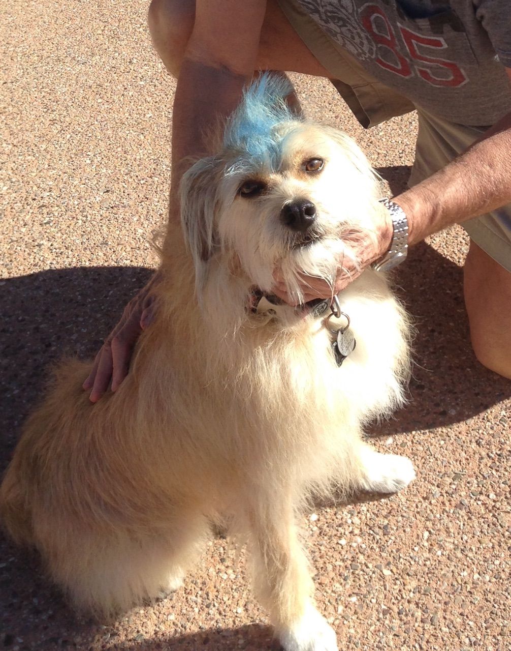 154 awesome dogs in Tucson Pets