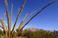 Dead or alive? - checking for a pulse on an ocotillo