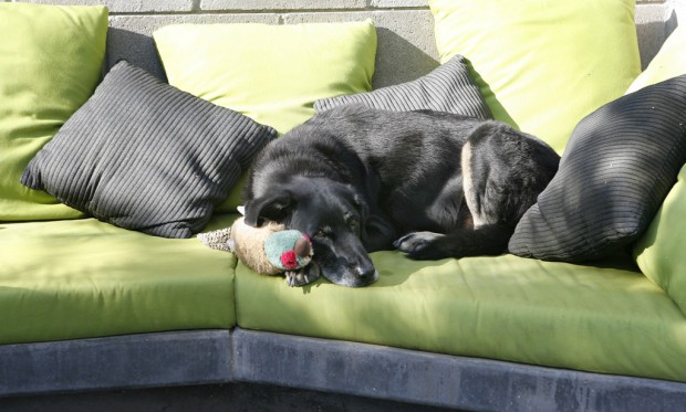 Designing a safe and welcoming dog yard    