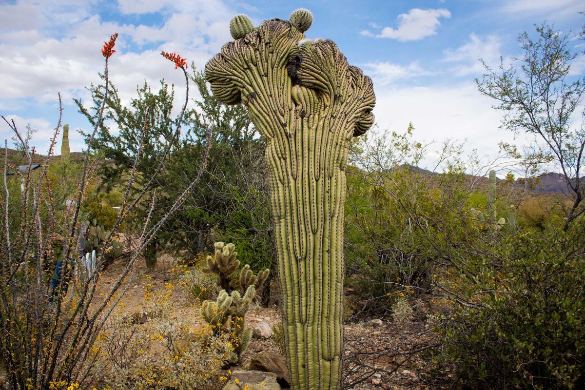 Crested saguaro at the Arizona-Sonora Desert Museum (le)
