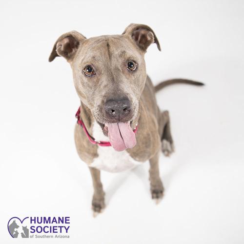 Adopt a friend: Bandit