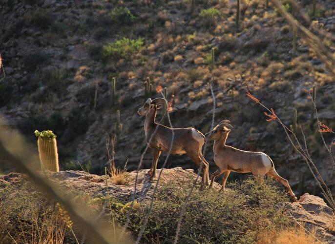 Bighorn sheep on Pontatoc Ridge Trail