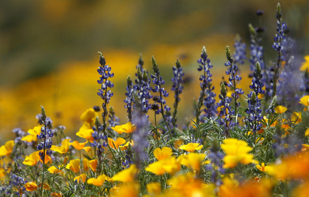 Southwest wildflowers