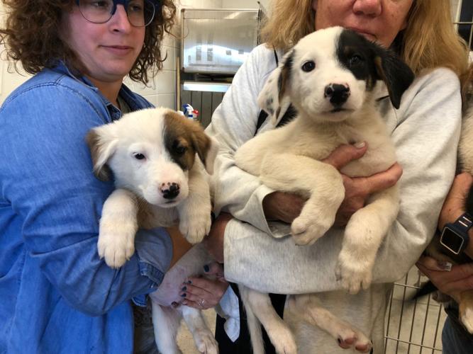 "Pumpkin patch adoptions" at PACC