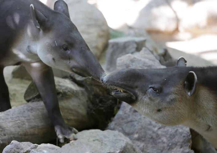 Nandi's Neighbors: Baird's Tapirs Toliver and Contessa