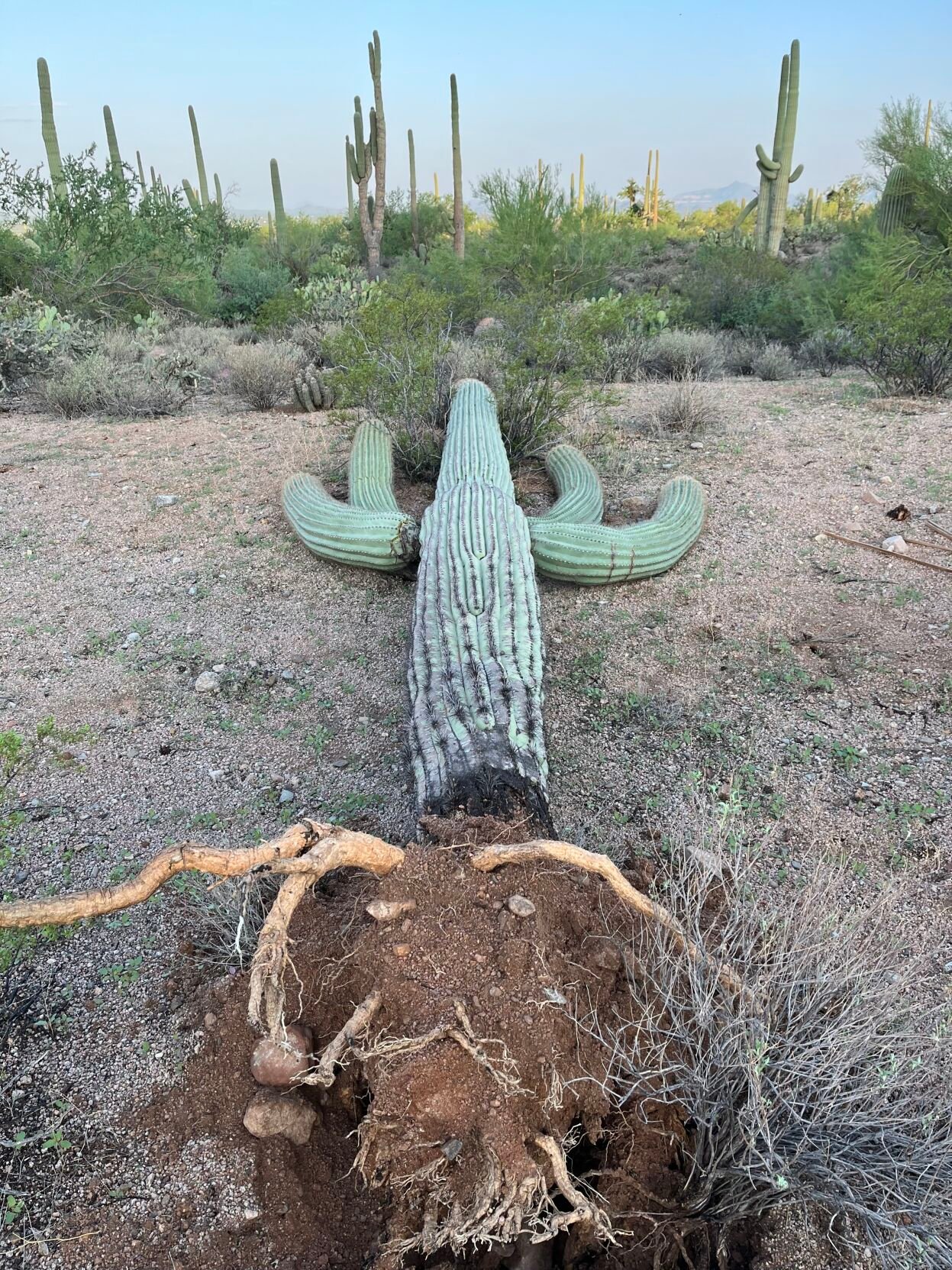 Saguaro Park blowdown