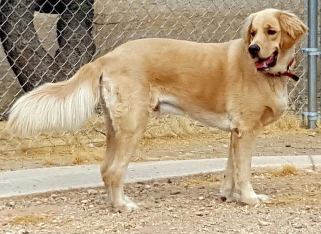 Adopt A Friend: Bear