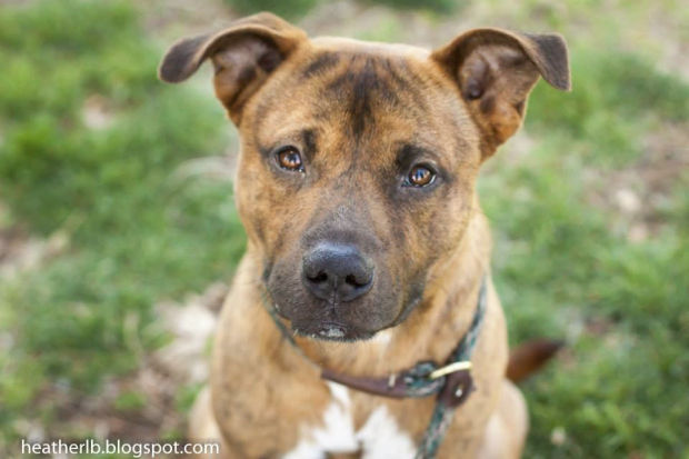 Pima Animal Care Center