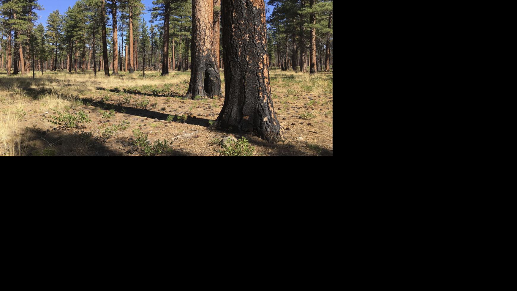 2 reasons the American West's most iconic tree is disappearing | Gary Ferguson