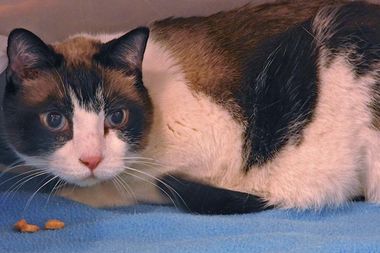 Adopt A Friend: Bellhop