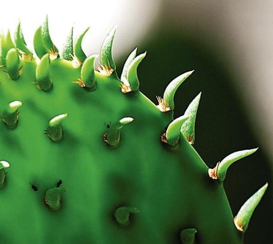 Cat photography: The eyes have it  