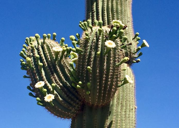 Sabino Canyon saguaro