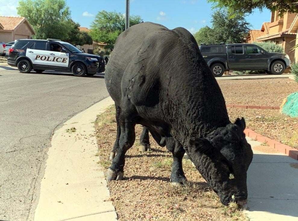 Tucson cops help collar roaming bull