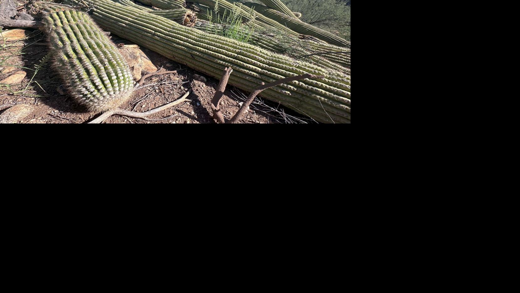 Catalina State Park loses ‘granddaddy’ saguaro
