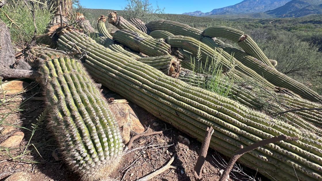 Catalina State Park loses ‘granddaddy’ saguaro