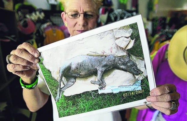 Bloodsucking beast not so mythical?  