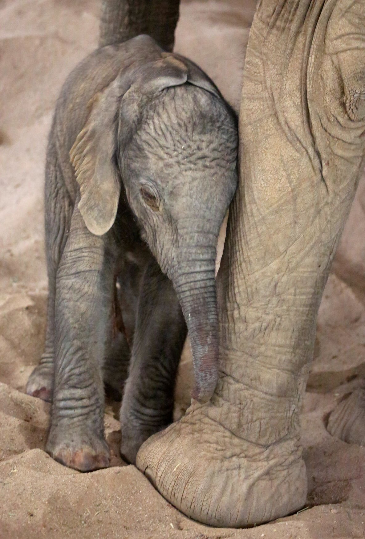 Elephant calf born at Tucson zoo hits all milestones so far