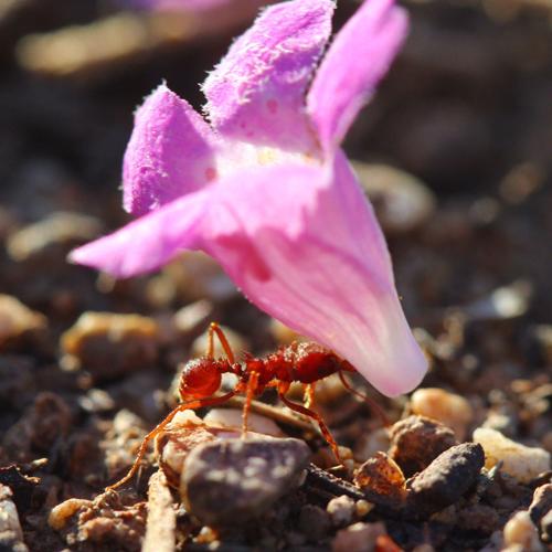 Readers' insect photos