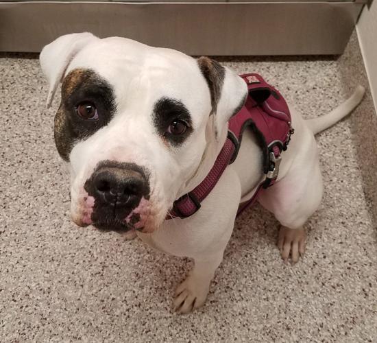 Adopt a friend: Summer Solstice