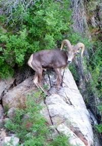 Aerial survey finds 66 bighorns in the Catalinas near Tucson