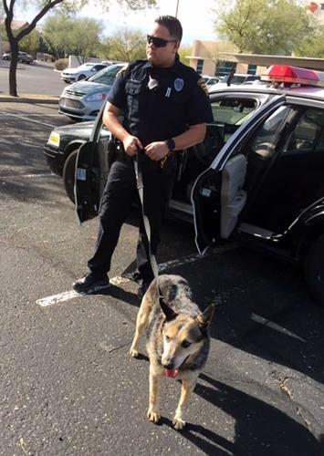 Tucson police: Dog rescued from storm drain