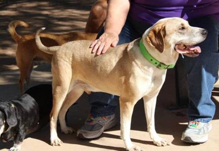 Adopt a friend: Thurston