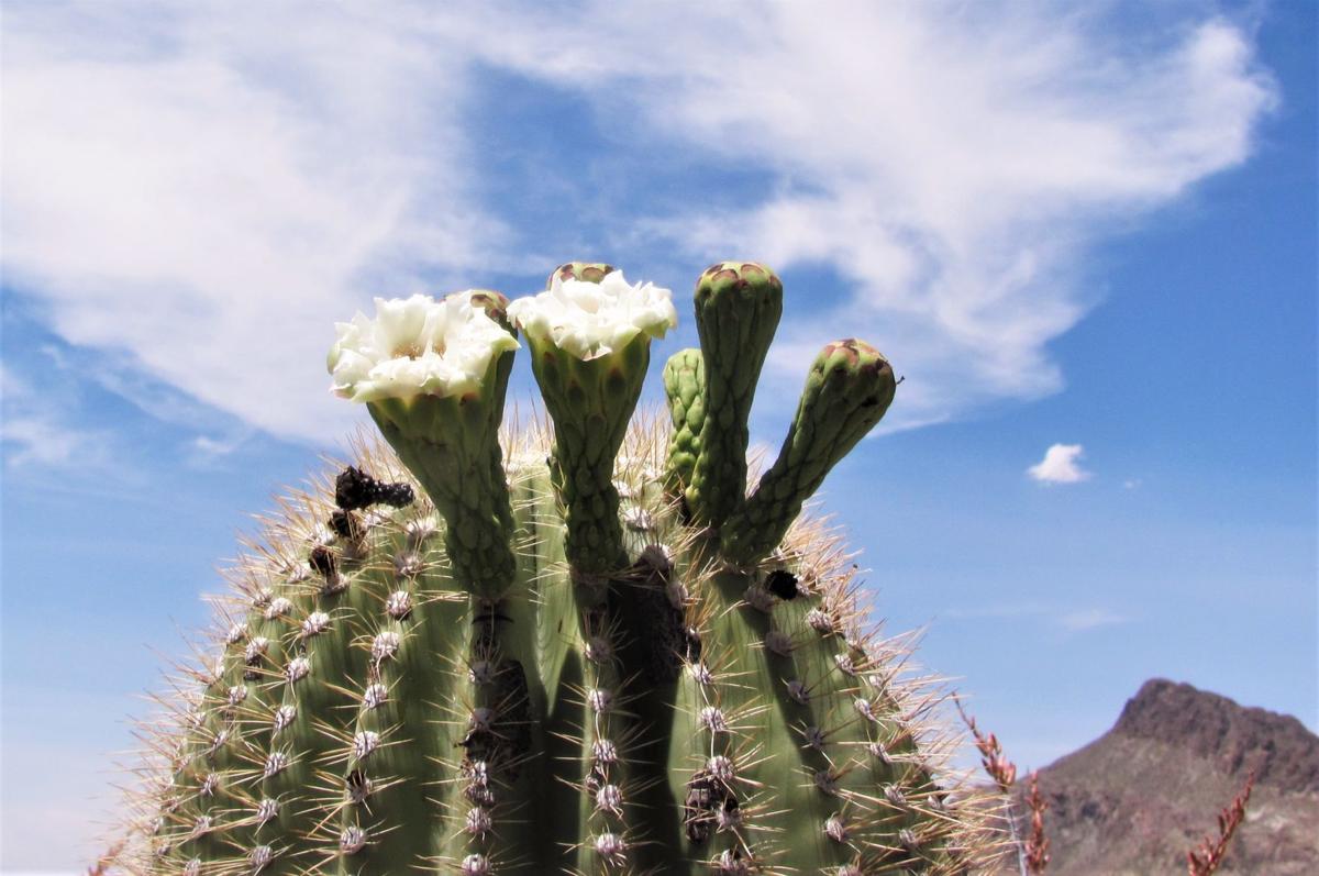 Saguaro in bloom