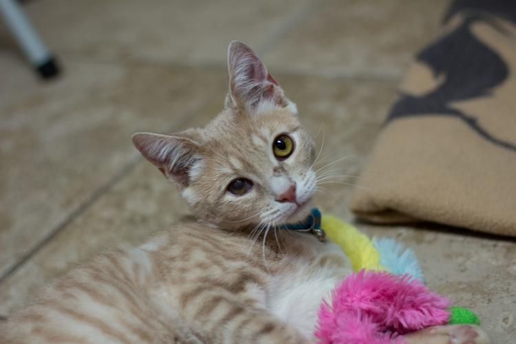 Adopt a friend: King