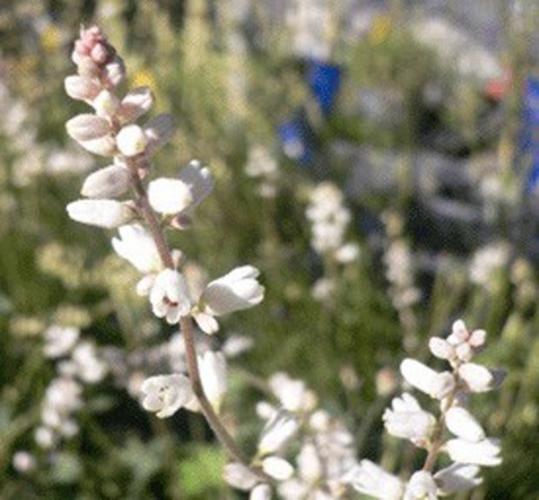 Three types of plants for the new year   