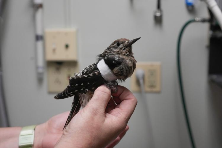 Bird Strikes Chicago