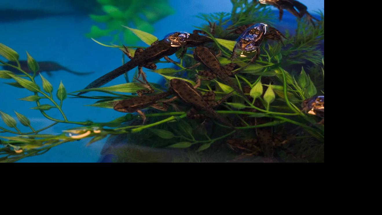 Chiricahua leopard frogs get new homes, but first it has to rain