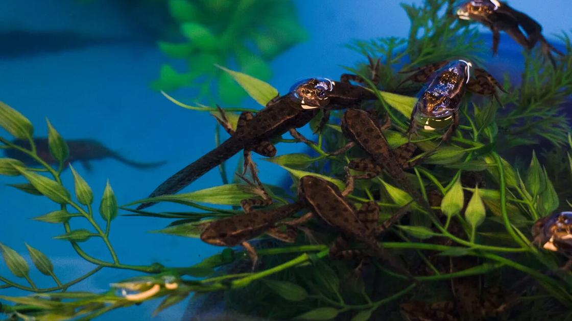 Chiricahua leopard frogs get new homes, but first it has to rain