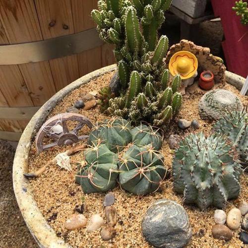Cacti Garden Class
