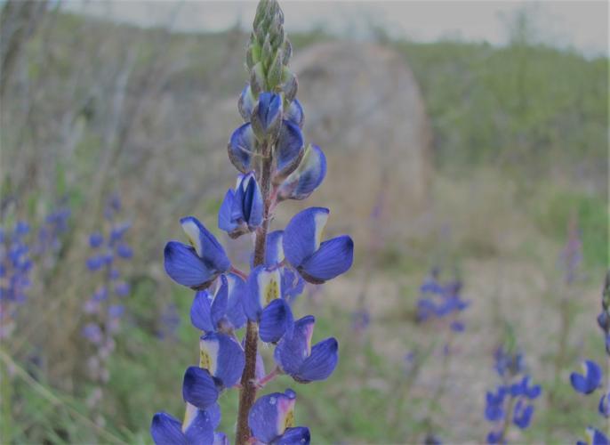 Purple lupines