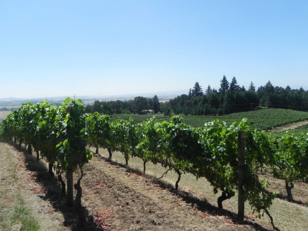 Oregon wine country: Go for the pinot noir    