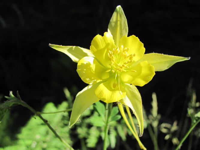 Columbine flower