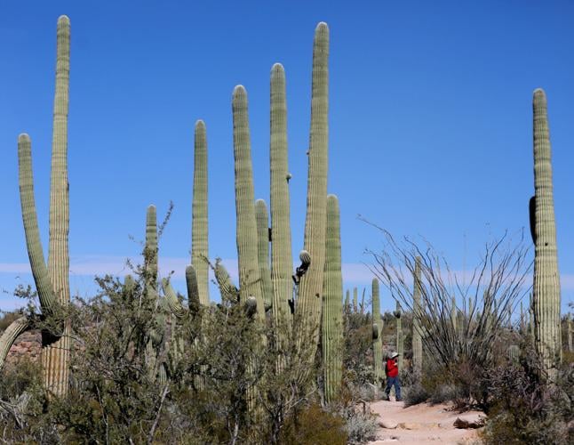 Saguaro National Park West
