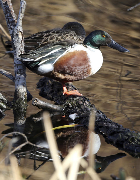 City's artificial lakes are magnets for birds