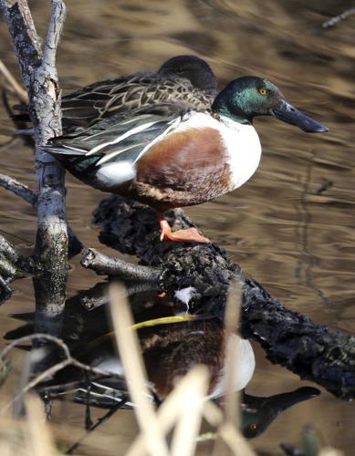City's artificial lakes are magnets for birds    