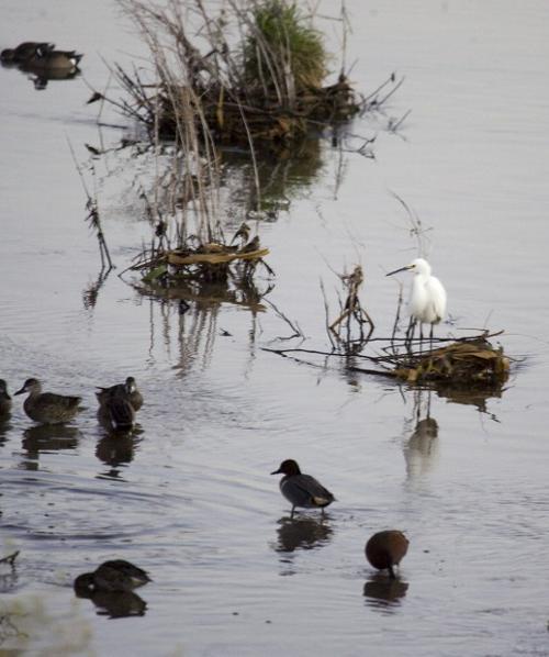 Ducks, bird-watchers flock to Santa Cruz   