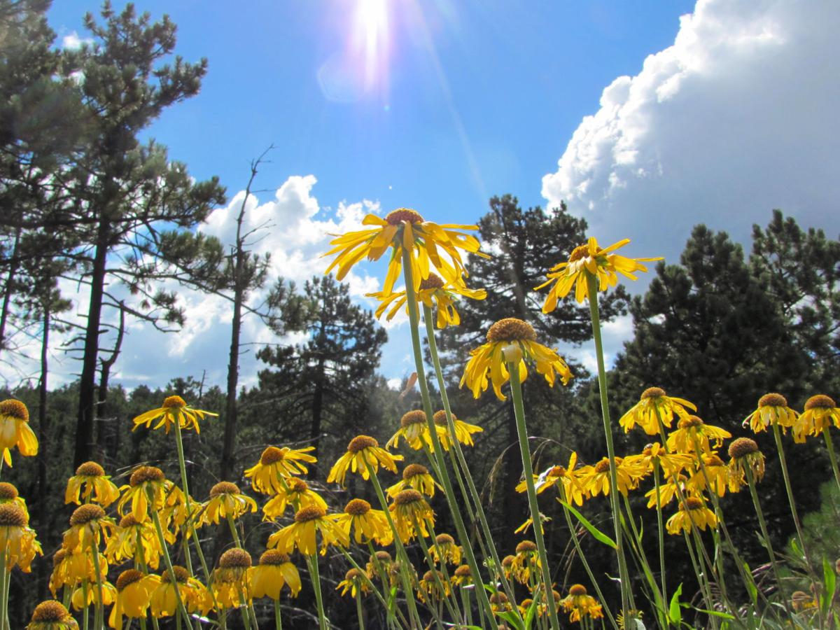 Wildflowers and sun rays